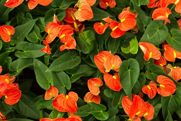 Anthurium
