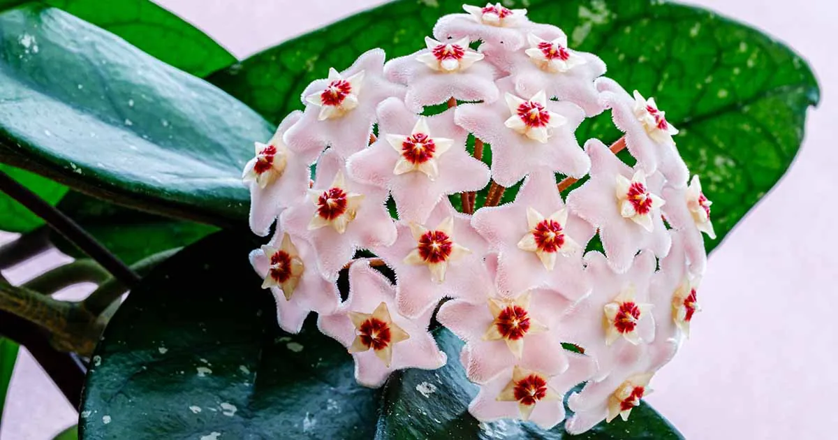 Hoya