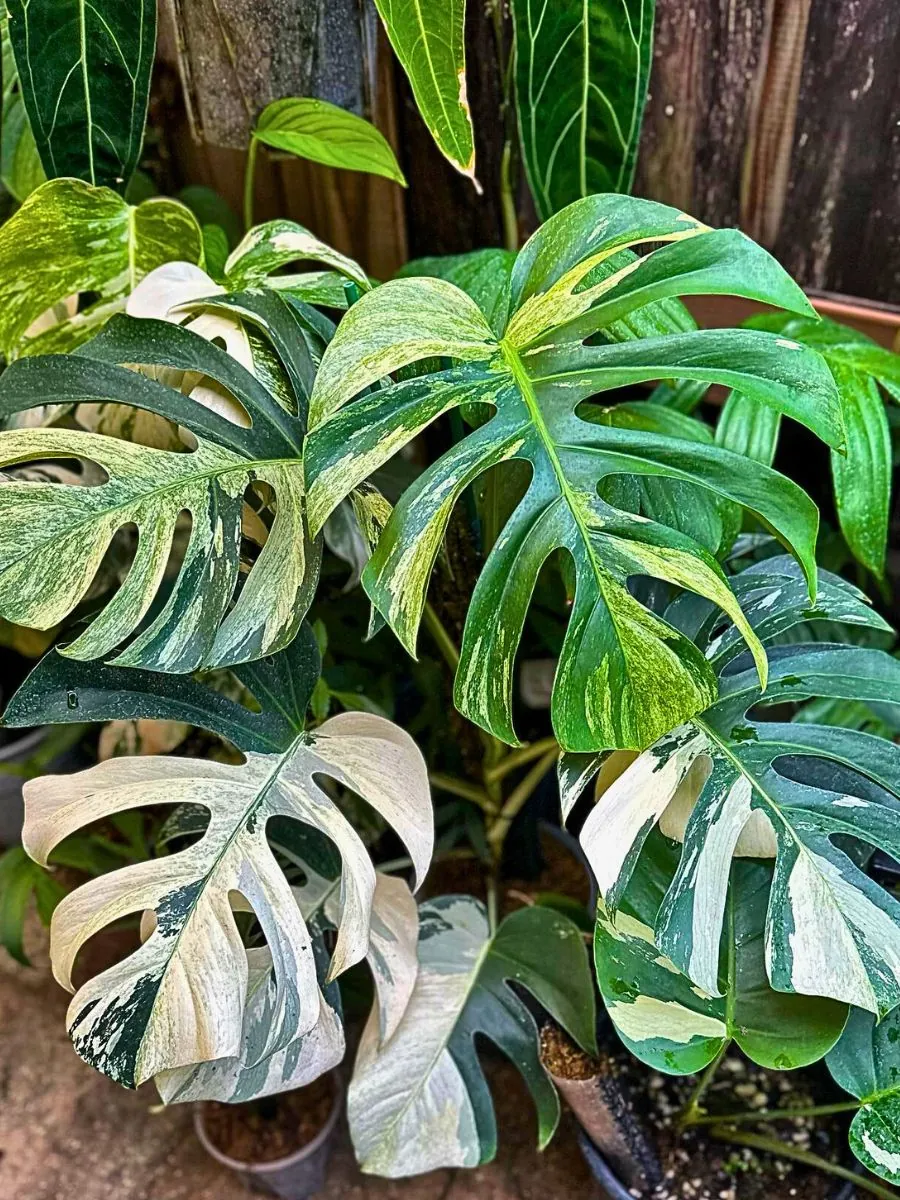 Monstera