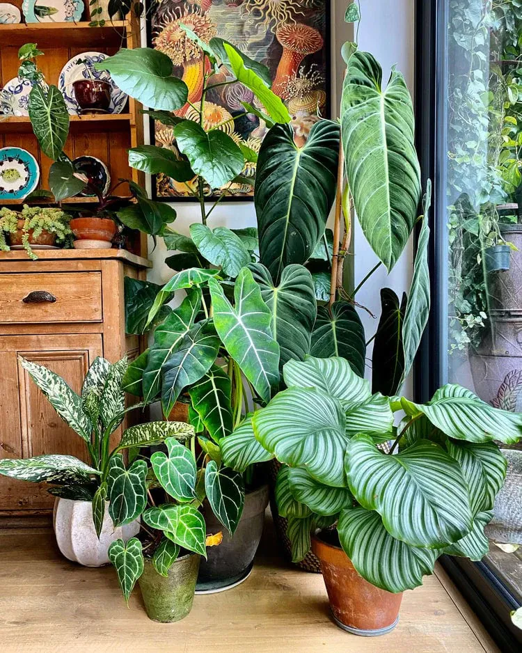 Other Plants