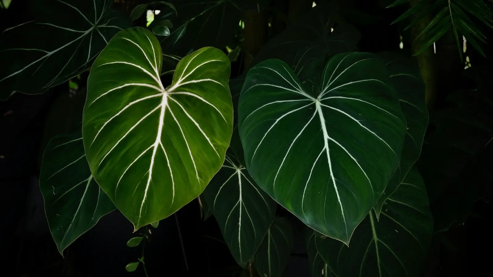 Philodendron