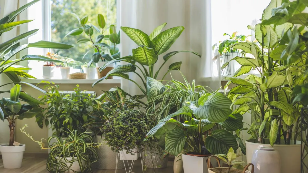 Inside the Bayside Nursery greenhouse in San Jose